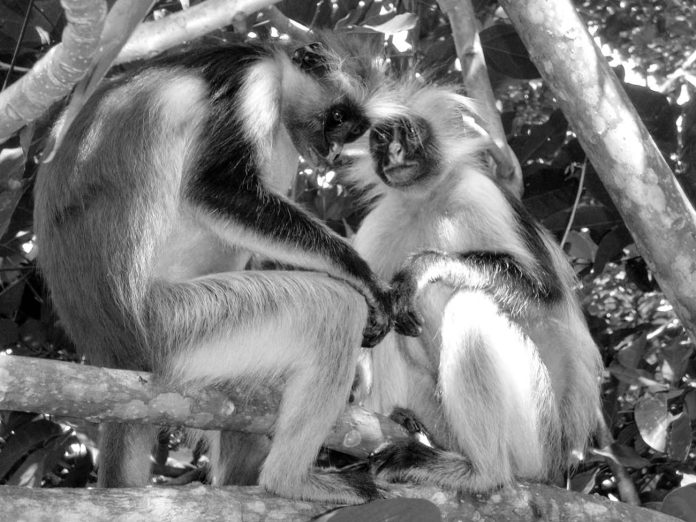 Zanzibar Red Colobus Monkey Facts – Evolution, Habitat, Behavior and More