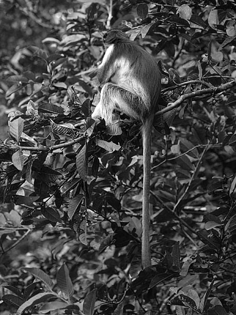 Zanzibar Red Colobus hanging its long tail