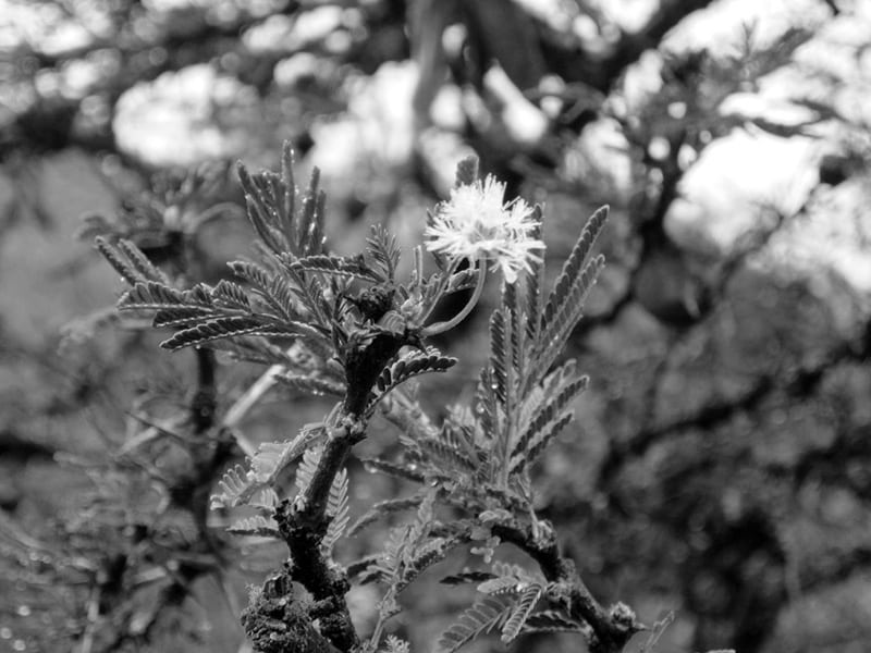 Acacia Drepanolobium Tanzania