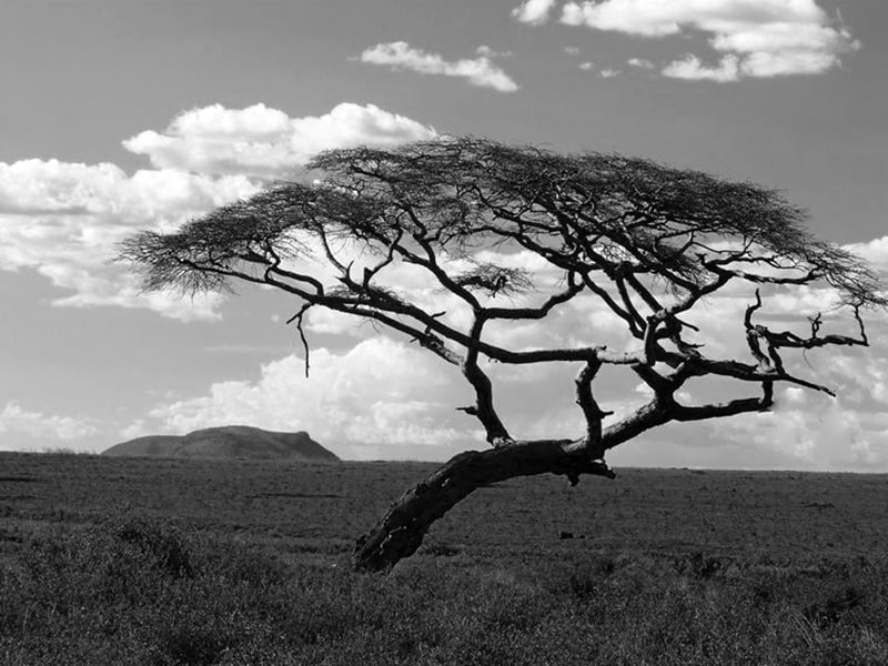 Acacia tree - Serengeti