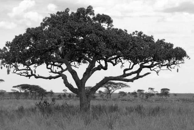 Pictures of Trees in Tanzania 2