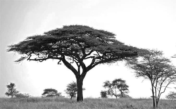 Pictures of Trees in Tanzania 3