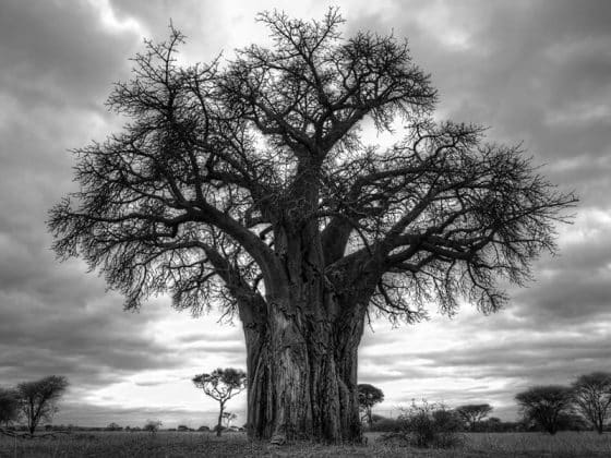 Pictures of Trees in Tanzania 4