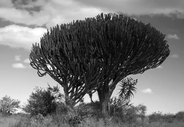 Pictures of Trees in Tanzania 6