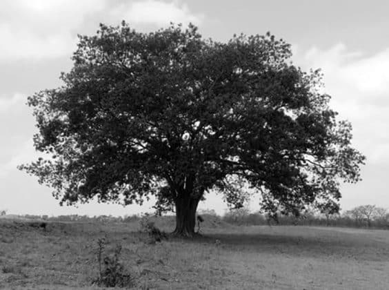 Pictures of Trees in Tanzania 7