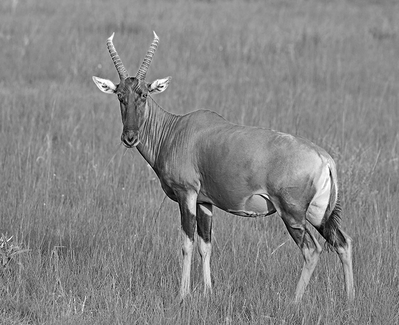 The Topi Antelope
