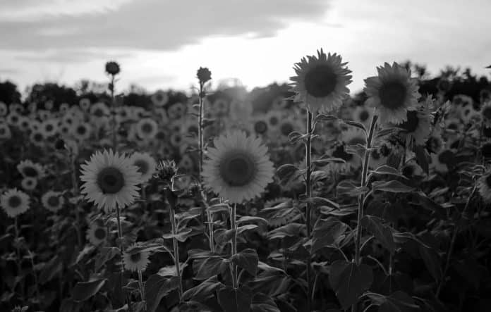 A Quick Snapshot of Sunflower Production in Tanzania