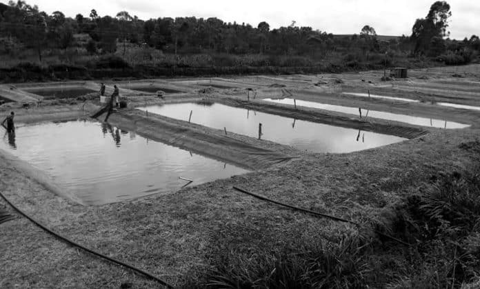 A Quick Snapshot of the Tanzania Aquaculture