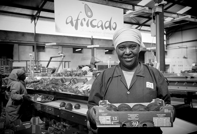 Africado Ltd employees sorting out avocados in the plant - Tanzania