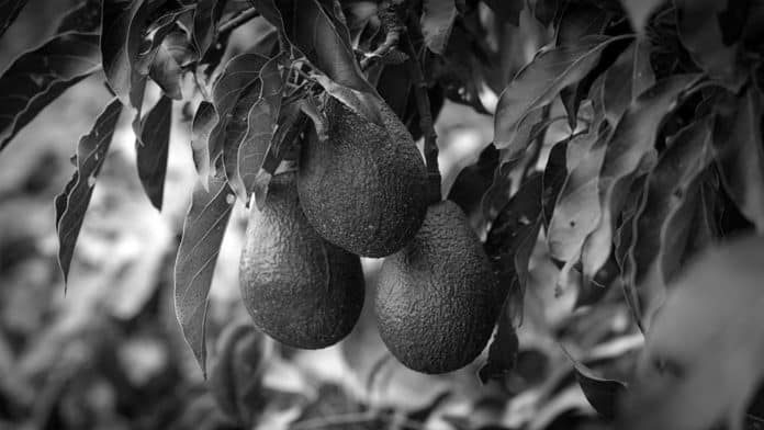 Avocado in Tanzania – Production, Exports, Opportunities and More