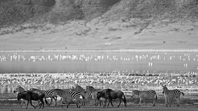 Flamingos, Wildbeests and Zebras fetching water in Ngorongoro Crater