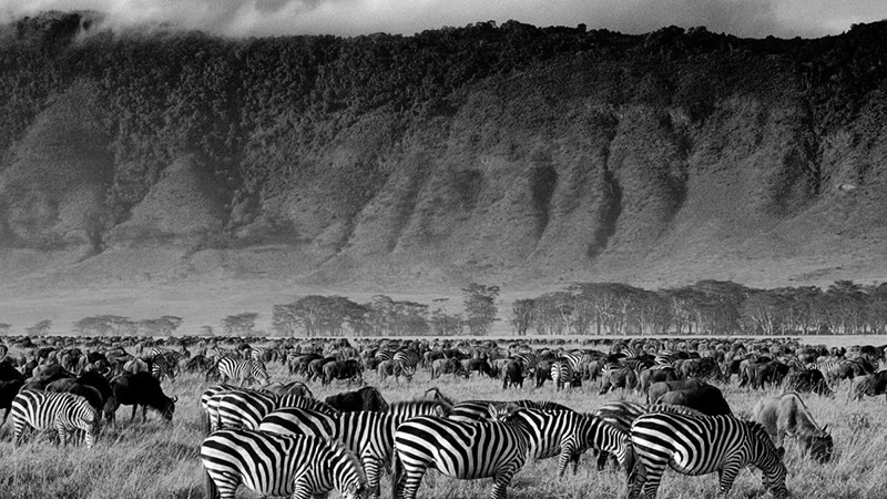 Huge herd of Zebras and Wildebeests grazing at the Ngorongoro Crater