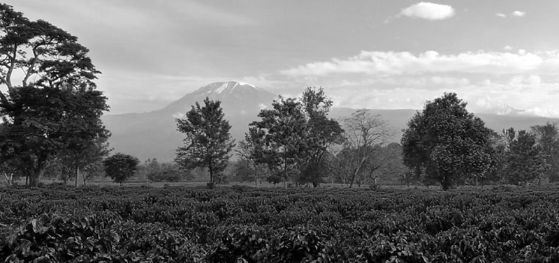 Kilimanjaro’s Coffee Plantation