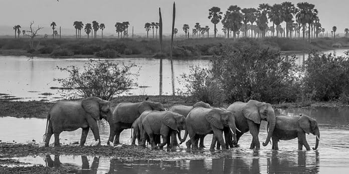 Quick Review of the Best Game Reserves in Tanzania