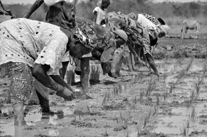 Rice Production in Tanzania – Overview, History and More