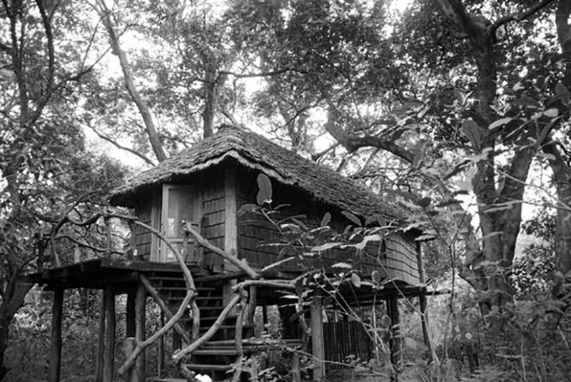 The Tree House in Lake Manyara