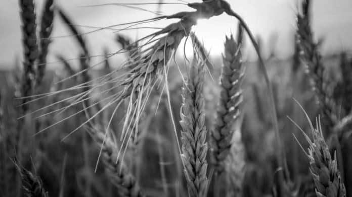 Wheat Production in Tanzania – Commodity Context, Consumption, Trade, and More