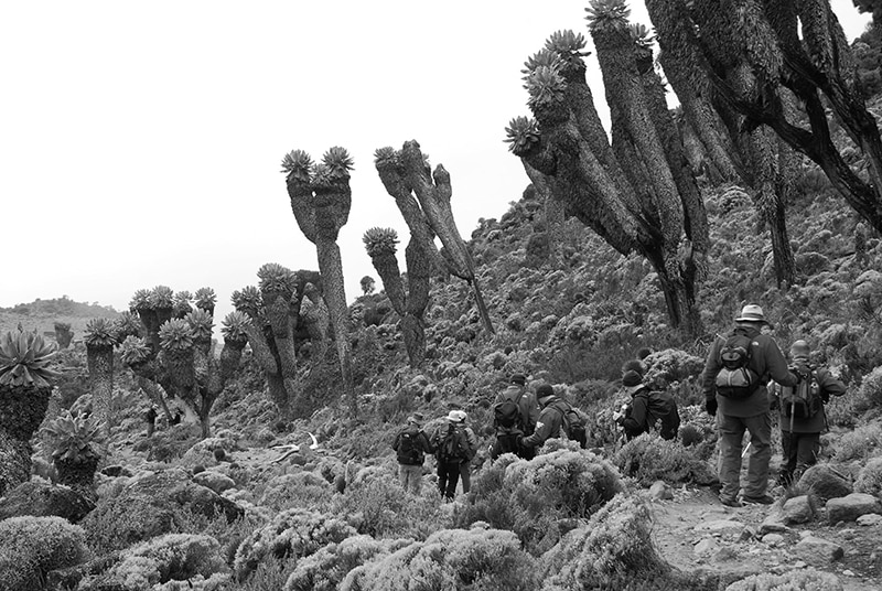 Climbers going through the Kilimanjaro Heathland and Moorland zone