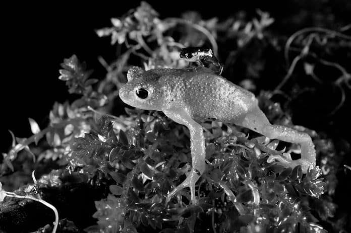 Kihansi Spray Toad - Physiology, Habitat, Extinction, Conservation and More
