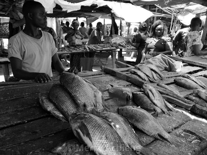 Tilapia displayed in a local market