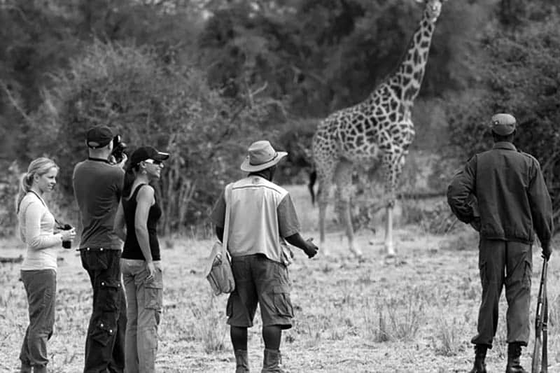 Tourists with animal trackers on a walking safari in Tanzania