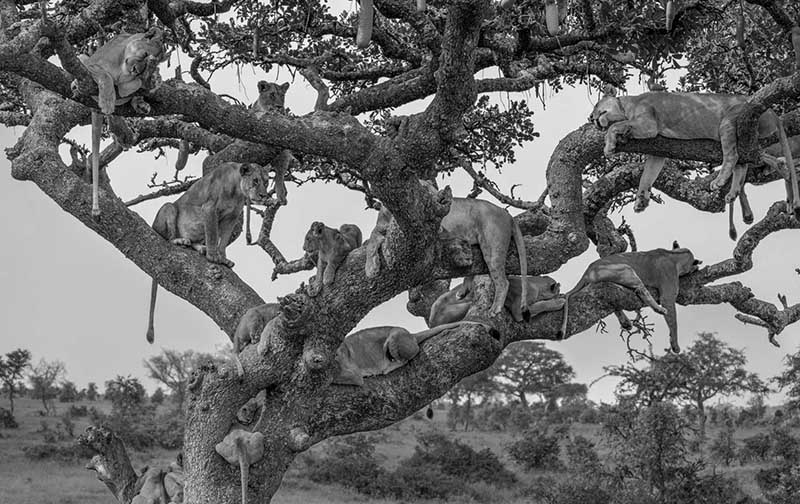 A lion pride resting on a tree in Serengeti National Park Tanzania