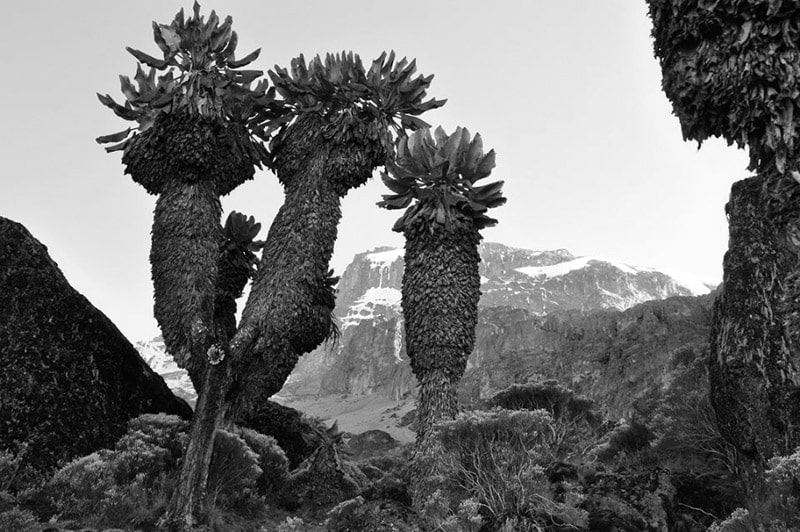 Fauna and Flora of Kilimanjaro