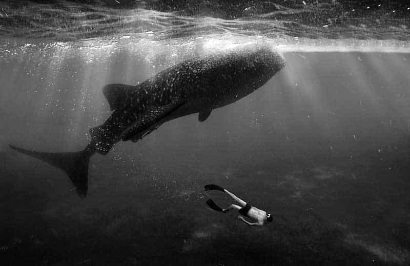 Tourist swimming with a shark in Thanda island