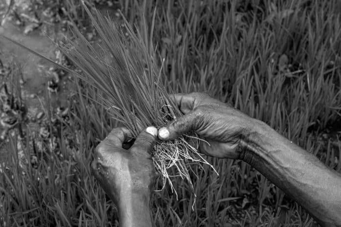 A Quick Snapshot of the Tanzania Agribusiness