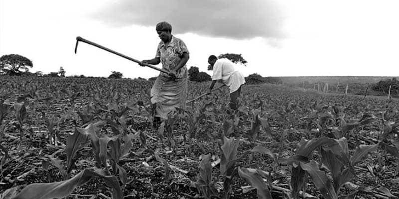 Maize farmers in Tanzania at work