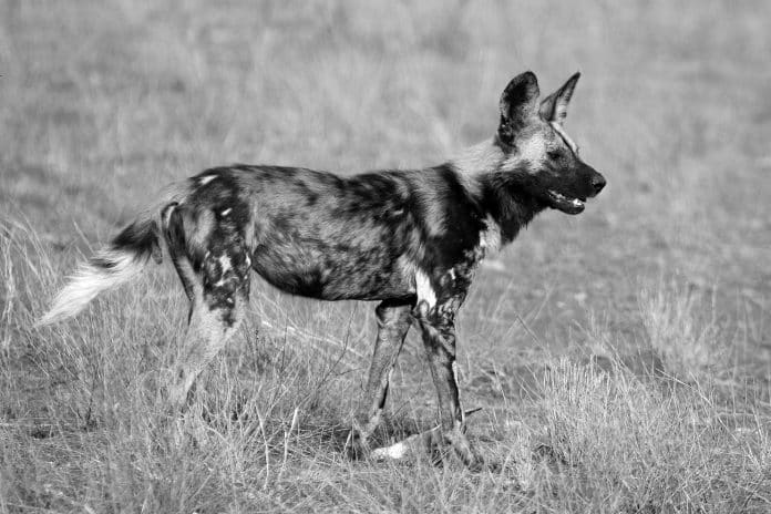 African Wild Dog - Naming, Evolution, Taxonomy and More