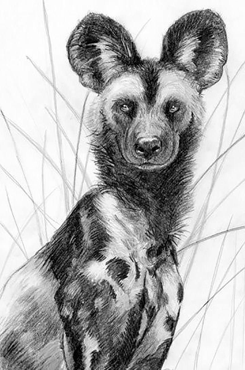 African wild dog drawing