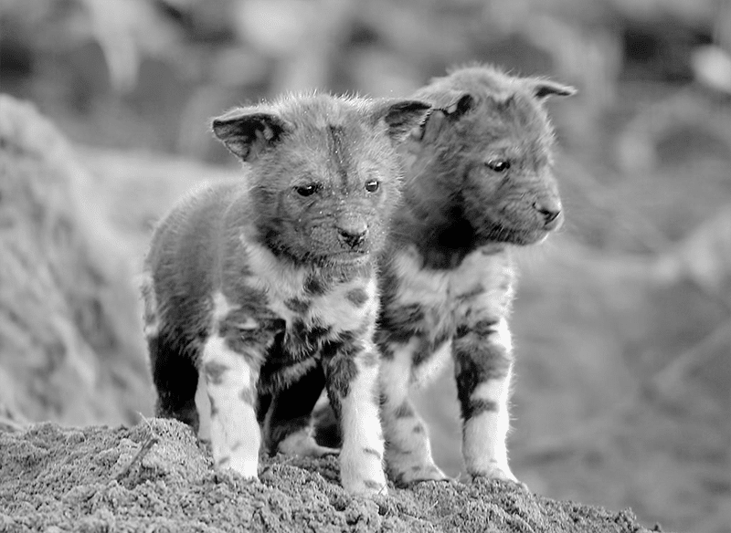 African wild dog puppies