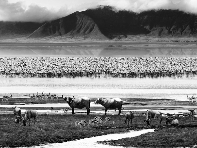 Animals at the Ngorongoro Crater