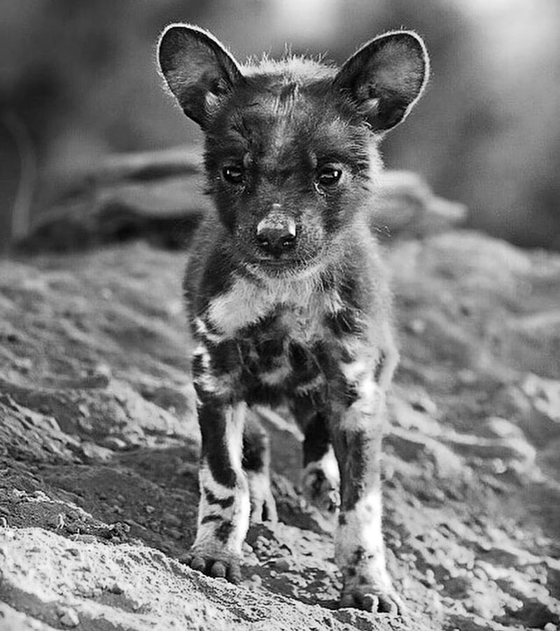 Cute African wild dog
