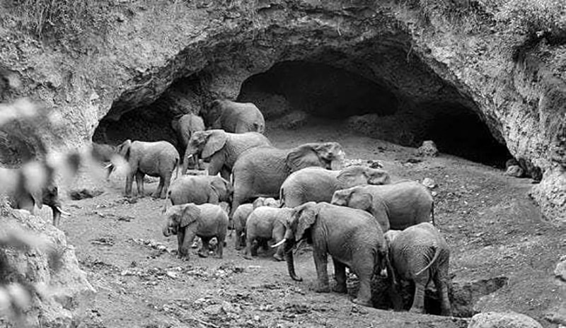 Elephant caves Ngorongoro