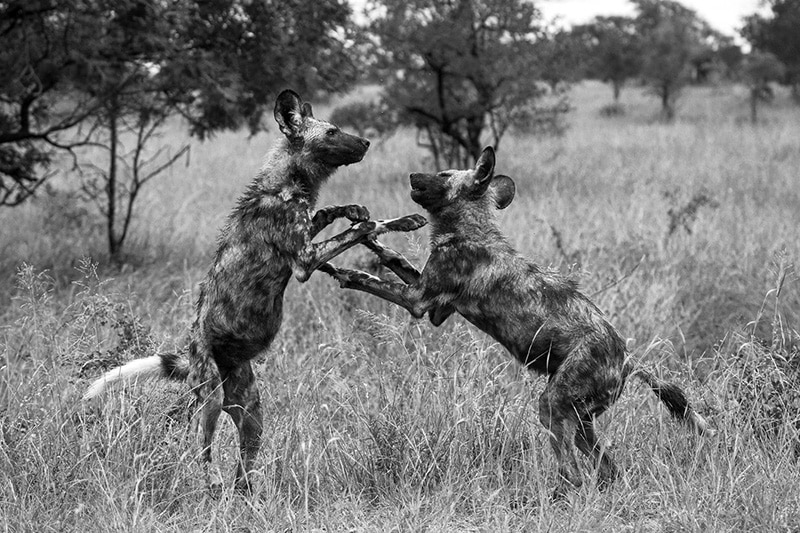 More African wild dog pictures