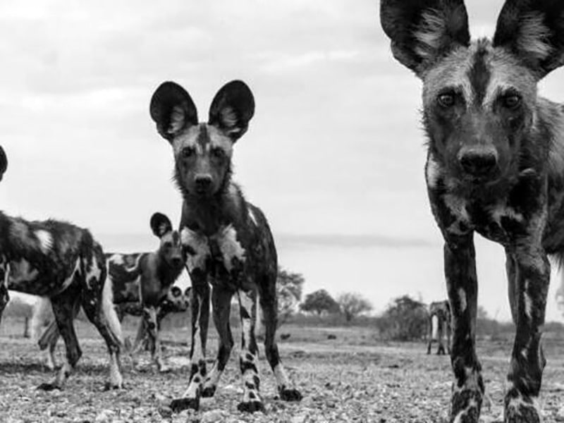 More pictures of a African wild dog
