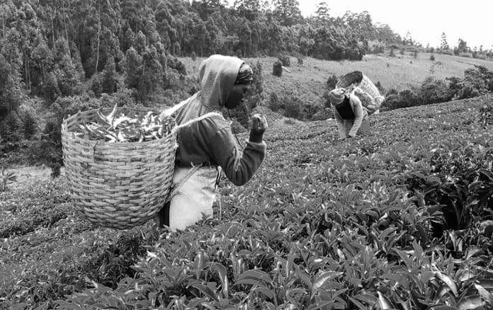 Quick Overview About Tanzania Tea