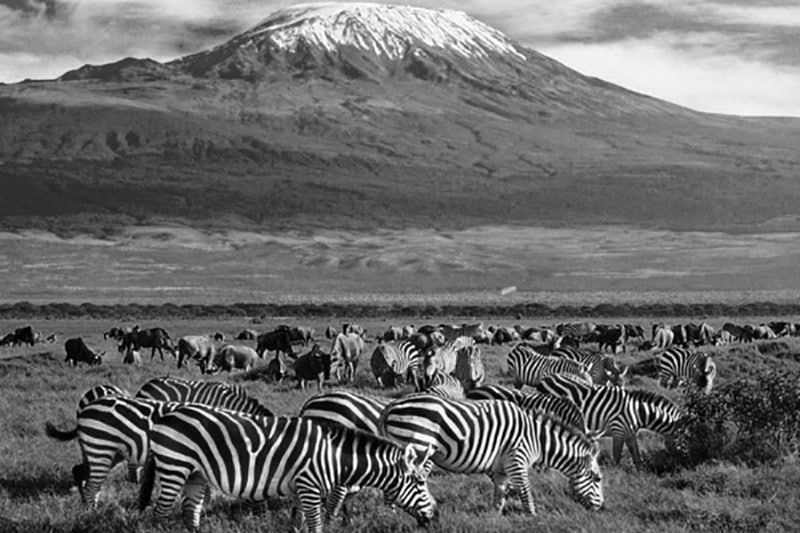 Zebras and Wildebeests grazing at the Kilimanjaro National Park