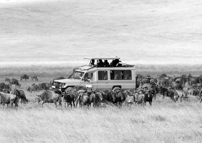 Best Time for an African Safari in Tanzania - A Comprehensive Guide