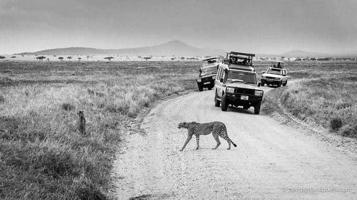 Best Time of Year for Safari in Tanzania - A Comprehensive Guide