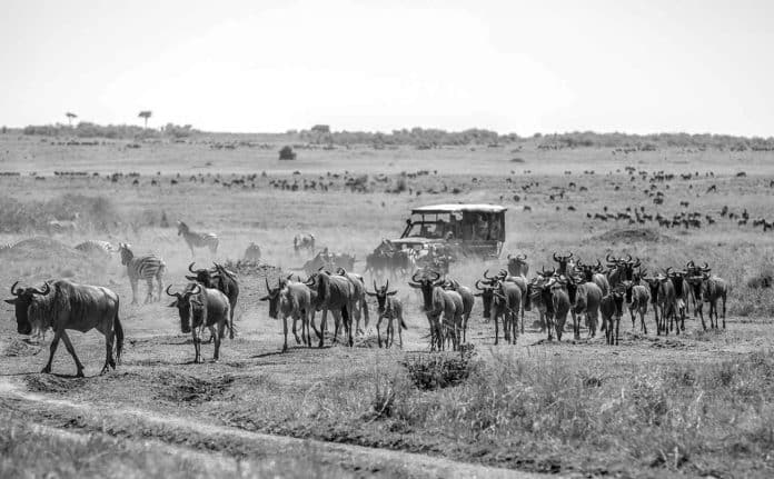 Kenya Vs Tanzania Safari - A Comprehensive Guide