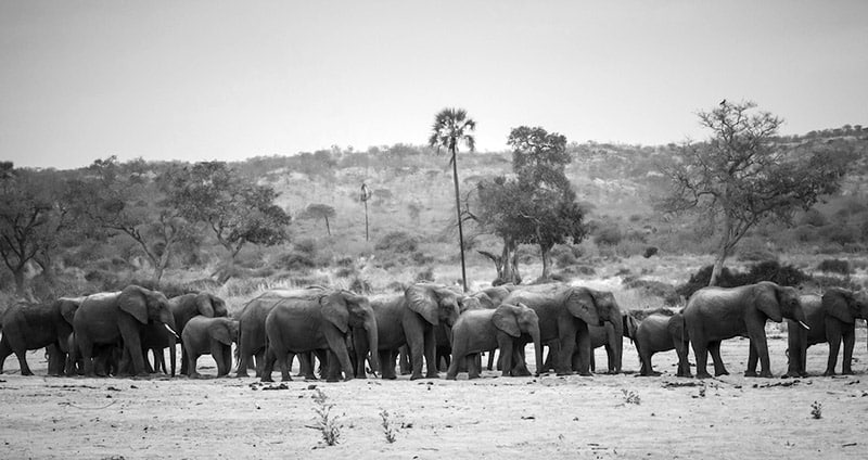 Large herd of Elephants in Ruaha National Park Tanzania