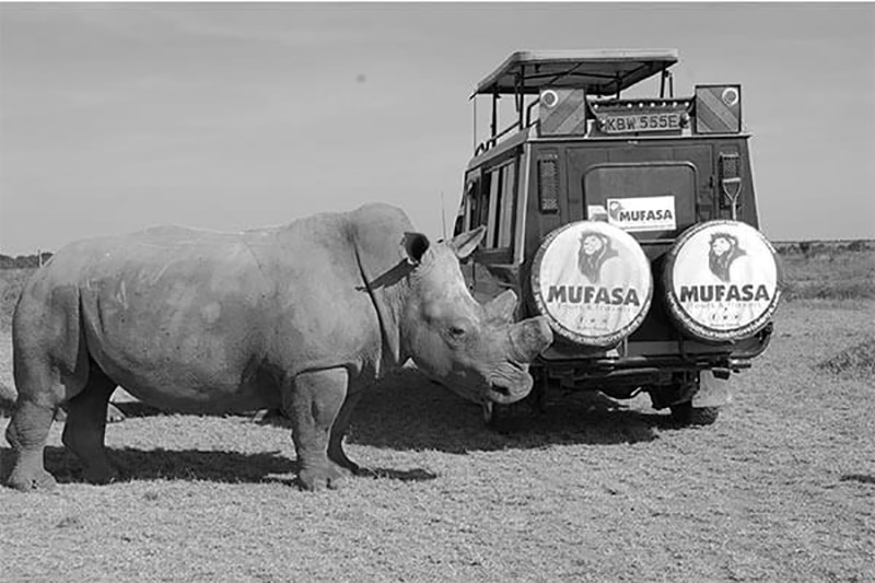 Mufasa tours safari vehicle parked next to a rhino