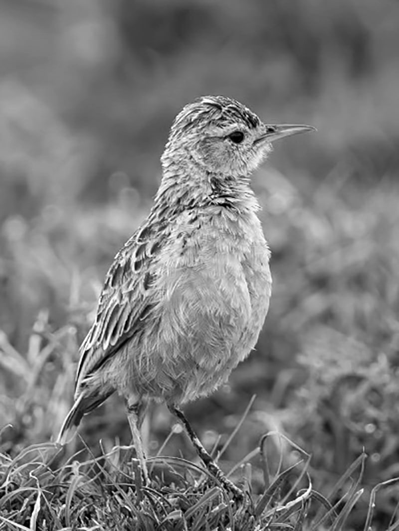 Tanzania bird Atlas