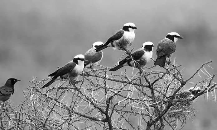 The Most Likely Locations to See These Ten Unique Tanzanian Birds on Safari 