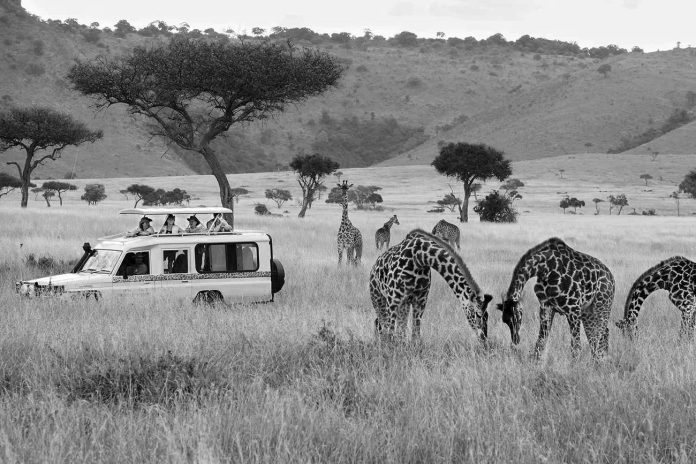 The Ultimate Guide to the Best Kenya and Tanzania Safari Companies