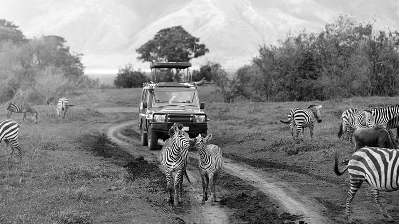 Tourists watching Zebras upclose in Tanzania