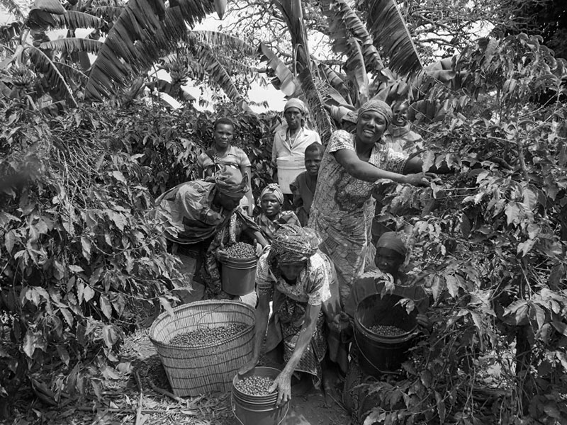 Women harvesting coffee beans in Tanzania